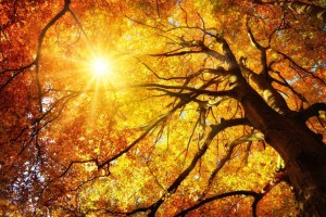 Bu-im-Herbst-300x200 in