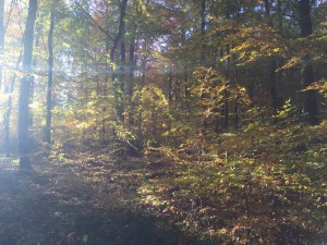 IMG 1522-300x225 in
